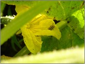 Cucumber_beetle