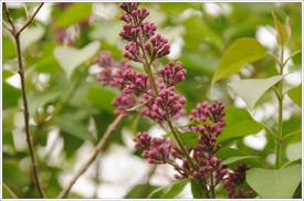 Lilac_buds