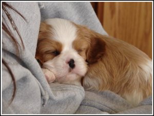 Polo_sleep