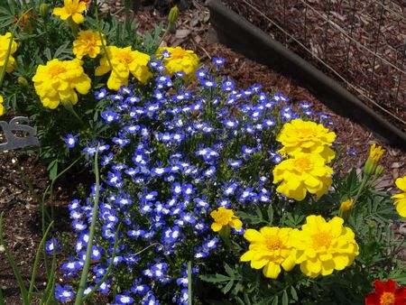 Midsummergardenflowers Midsummergardenflowers