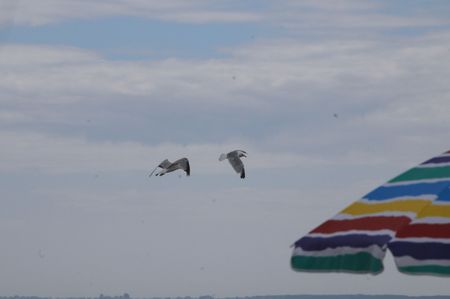 Beachgulls