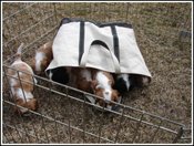 Out_of_the_bag