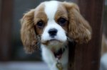 Dora4mo_2