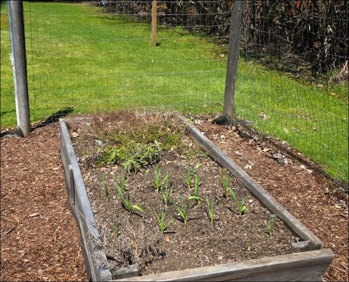 Herb bed after winter