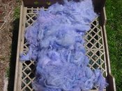 Purpleangora_4