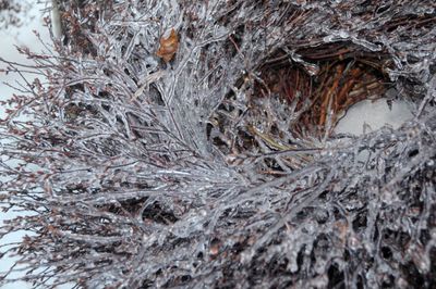 Icy wreaths