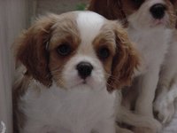 Dora9wk2_2