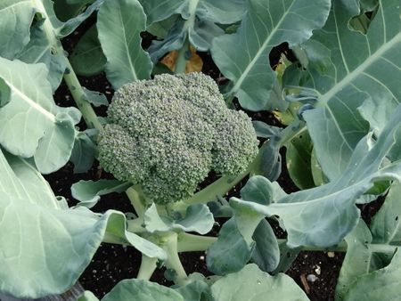 Midsummerbroc1 Midsummerbroc1