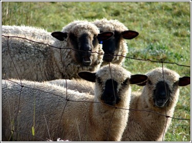 4sheep_1
