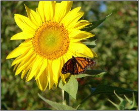 Sunflower_monarch Sunflower_monarch