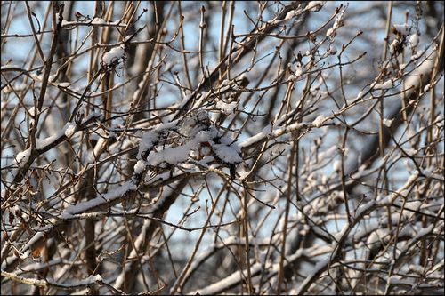 Snowbranches