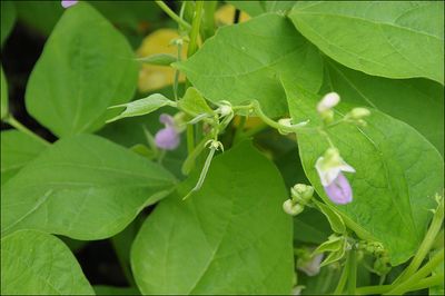 Beans july 29 close up