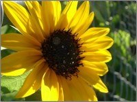 Sunflower_deep_gold
