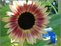 Sunflower_autumn_2