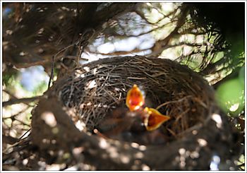 Baby birds open beaks