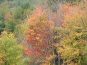 Trees2