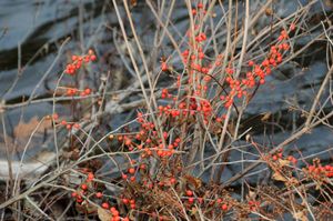 Winterberries