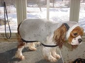 Maxcoat