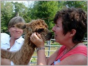Alpaca_kathy_1