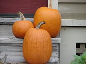 Pumpkins_2