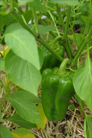 Peppers July 31