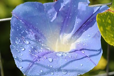Morning Glory after the rain