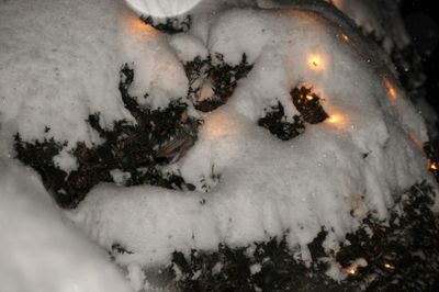 Lights on the snowy bushes