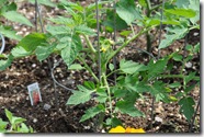 Tomato plant