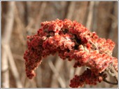 Sumac