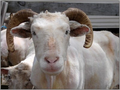 Shorn_sheep Shorn_sheep