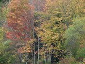 Falltrees