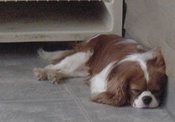 Max1