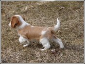 8wk_polo_pointing