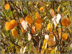 Golden_leaves_3