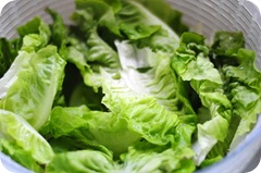 buttercrunch lettuce buttercrunch lettuce