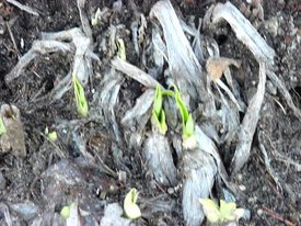 Buds_1