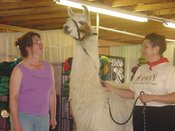 Llama