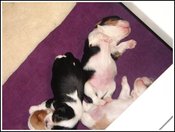 Pupbelly