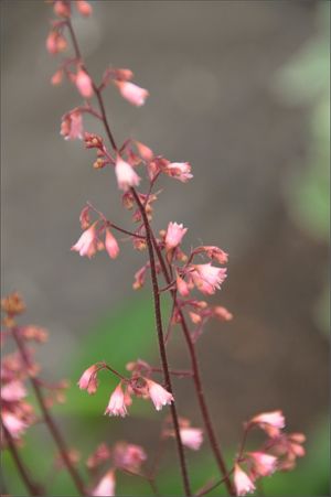 Coral bells