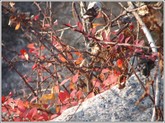 Red_leaves_saco