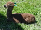 Alpacabab