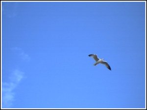 Seagull_3