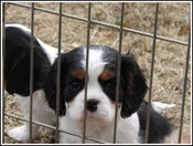 8wk_giorgio_head
