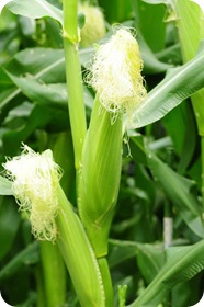 Corn growing