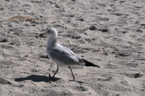Seagull
