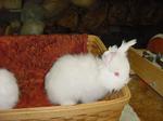 cutebun