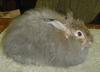wildgrey4mos