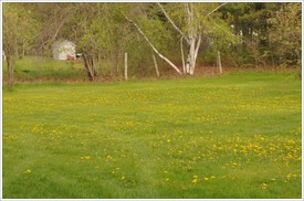 Field_of_dandelions