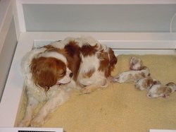 Breezepups