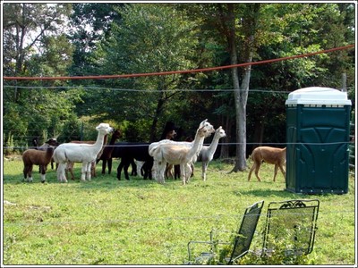 Alpaca_loo2_3